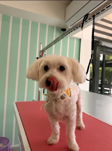 https://silkpaws.gr/wp-content/uploads/2025/12/Gallery-1.jpg