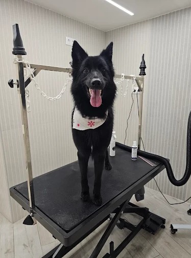 https://silkpaws.gr/wp-content/uploads/2025/12/Gallery-2.jpg