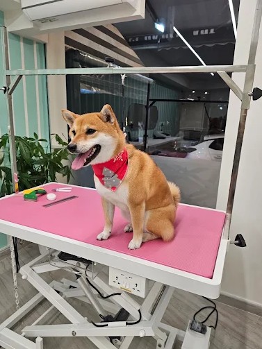 https://silkpaws.gr/wp-content/uploads/2025/12/Gallery-3.jpg