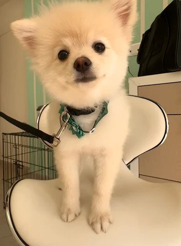 https://silkpaws.gr/wp-content/uploads/2025/12/Gallery-7.jpg