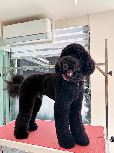 https://silkpaws.gr/wp-content/uploads/2025/12/Gallery-8.jpg
